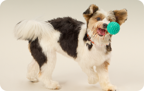 Imagem de cachorro com bolinha